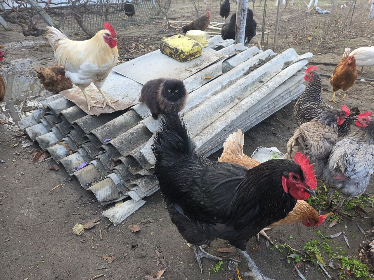 У селі Білгород-Дністровського району жінка після інфаркту завдяки гранту зміцнила своє господарство