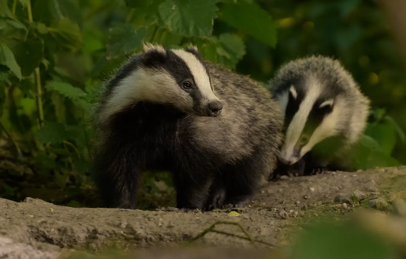 З 1 квітня в Україні стартує "сезон тиші"