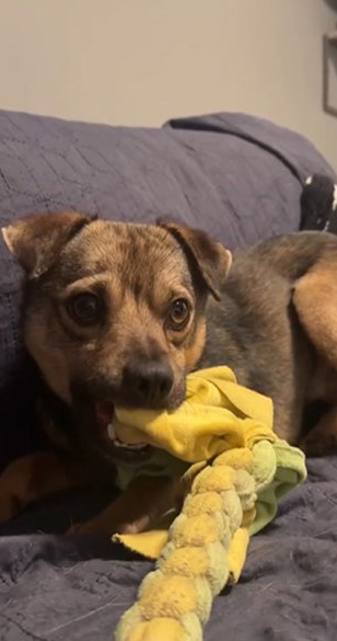 Собака, якого підлітки з Озерного скидали зі схилу, житиме у Великій Британії