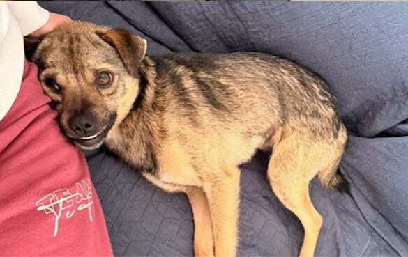 Собака, якого підлітки з Озерного скидали зі схилу, житиме у Великій Британії