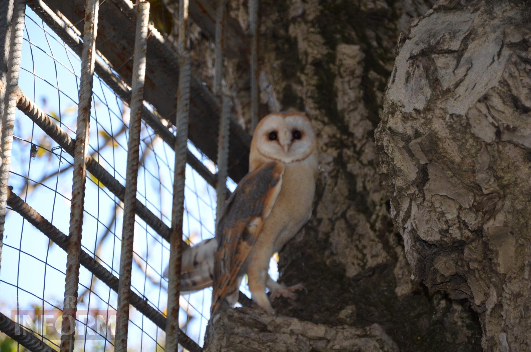 В дику природу випустили сову-сипуху, яка проходила реабілітацію в Ізмаїлі