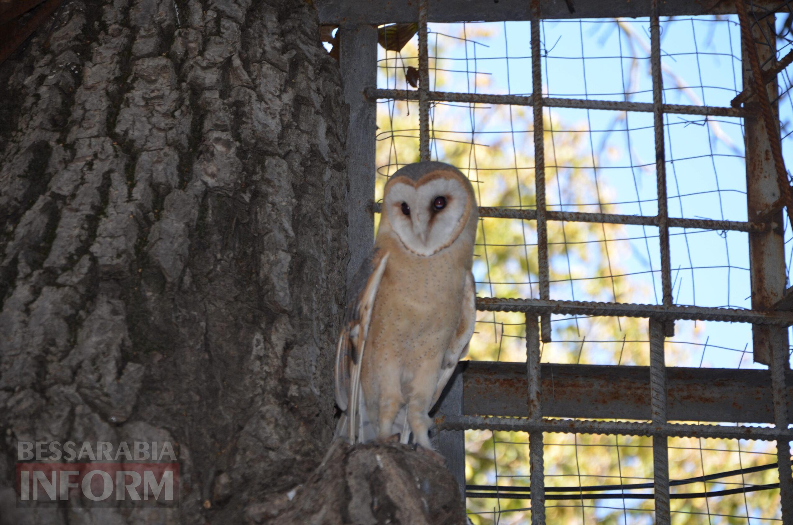 В дику природу випустили сову-сипуху, яка проходила реабілітацію в Ізмаїлі
