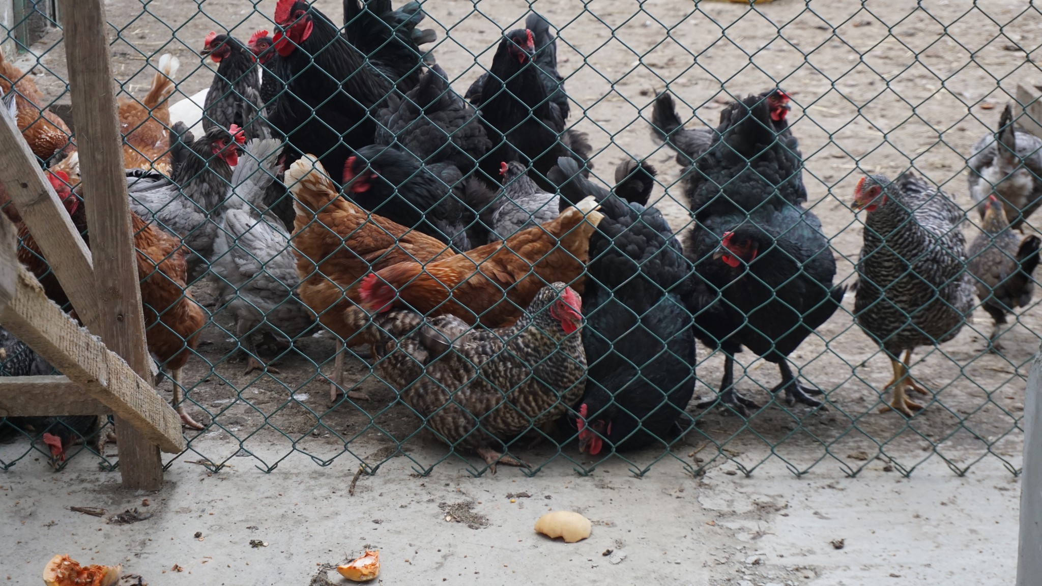 У селі Білгород-Дністровського району жінка після інфаркту завдяки гранту зміцнила своє господарство