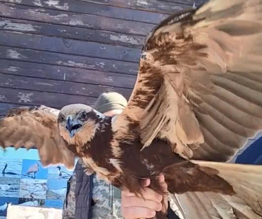 Врятованого в Ізмаїлі володаря неба випустили в дику природу