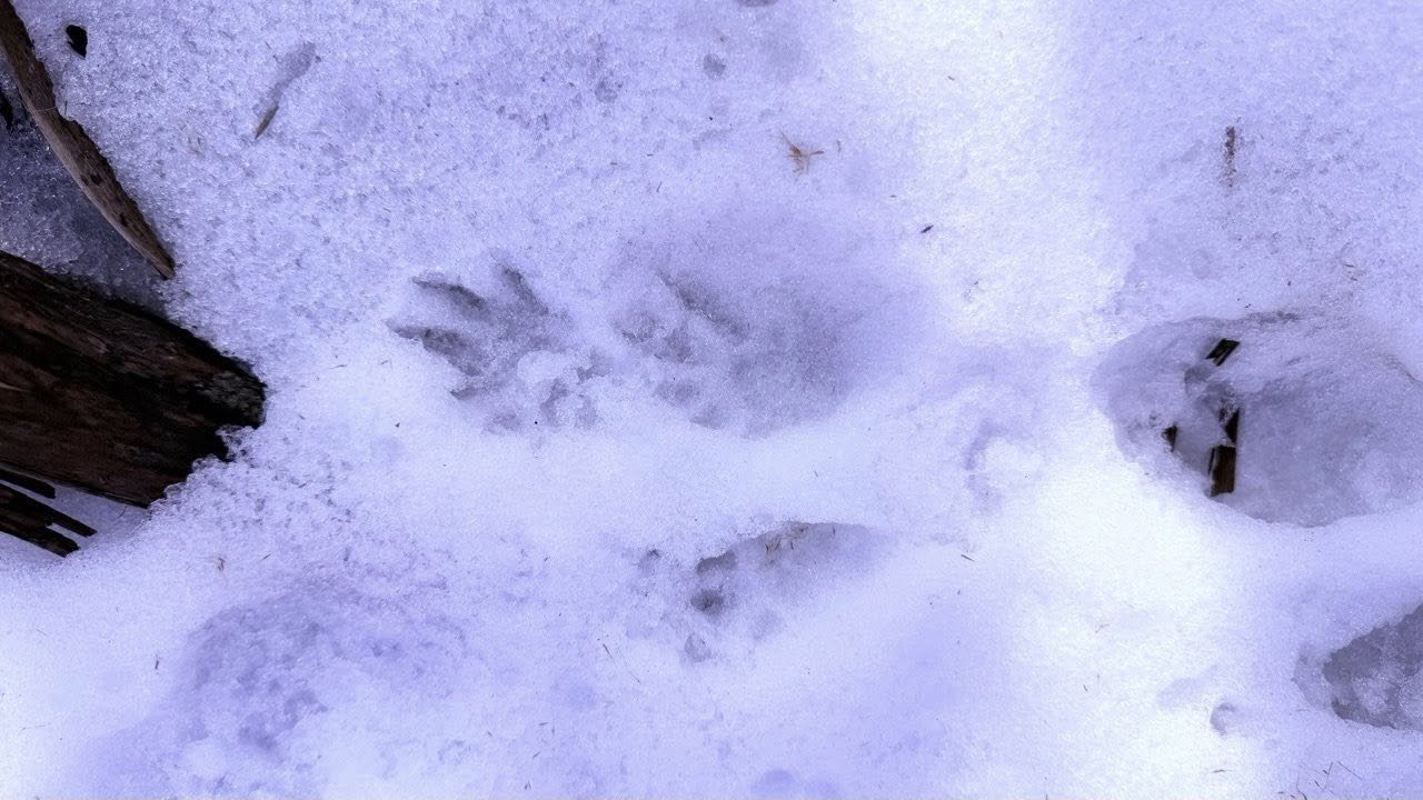 На Одещині помітили сліди рідкісного червонокнижного хижака