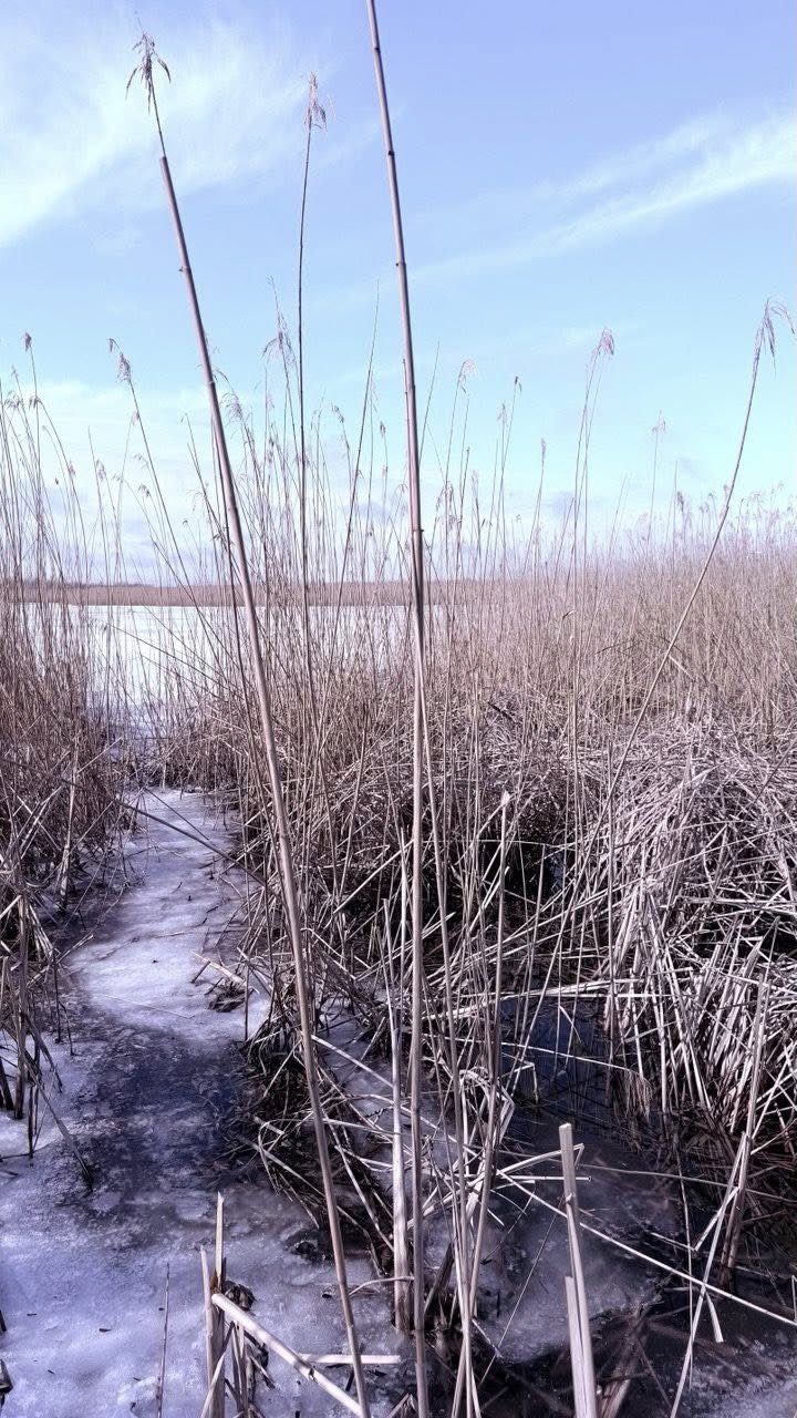 На Одещині помітили сліди рідкісного червонокнижного хижака