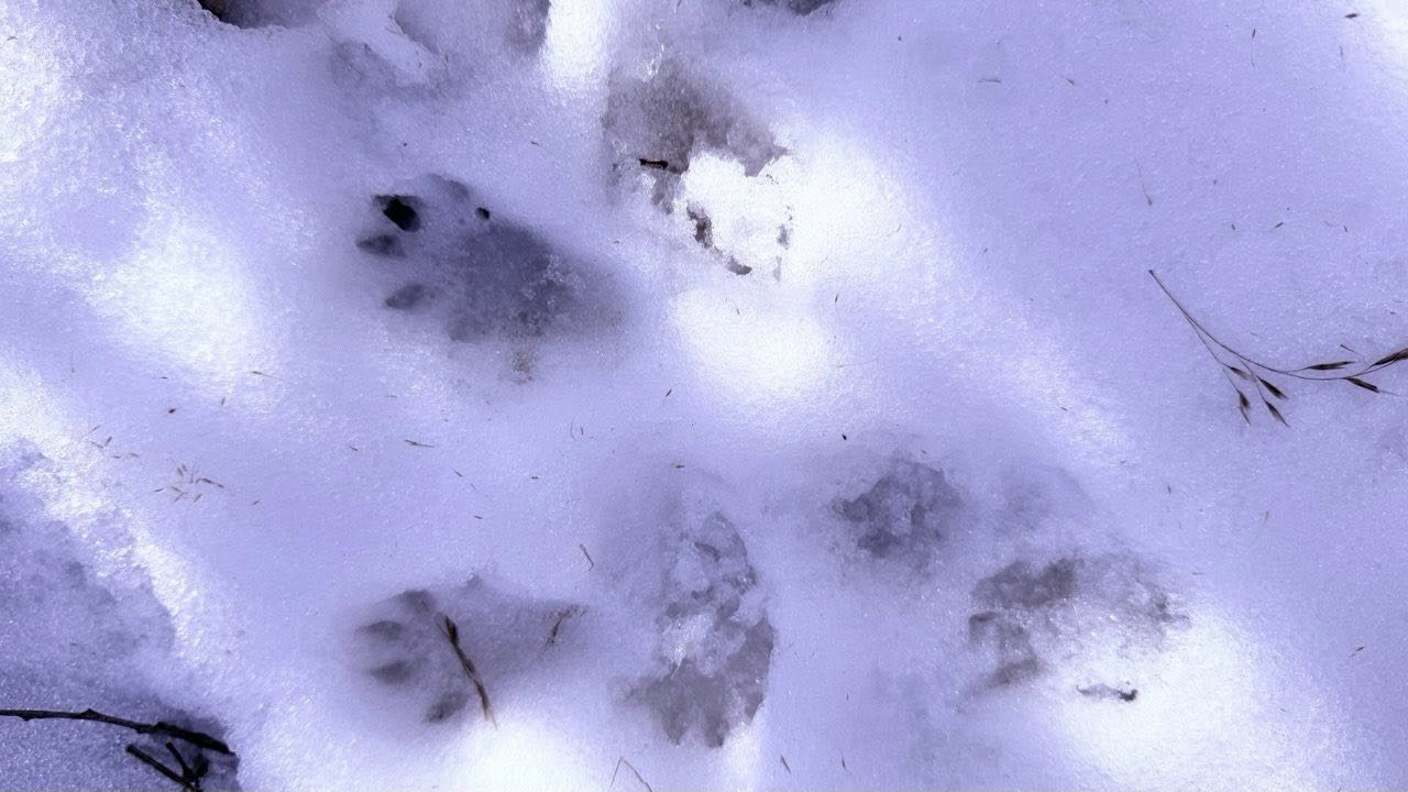 На Одещині помітили сліди рідкісного червонокнижного хижака