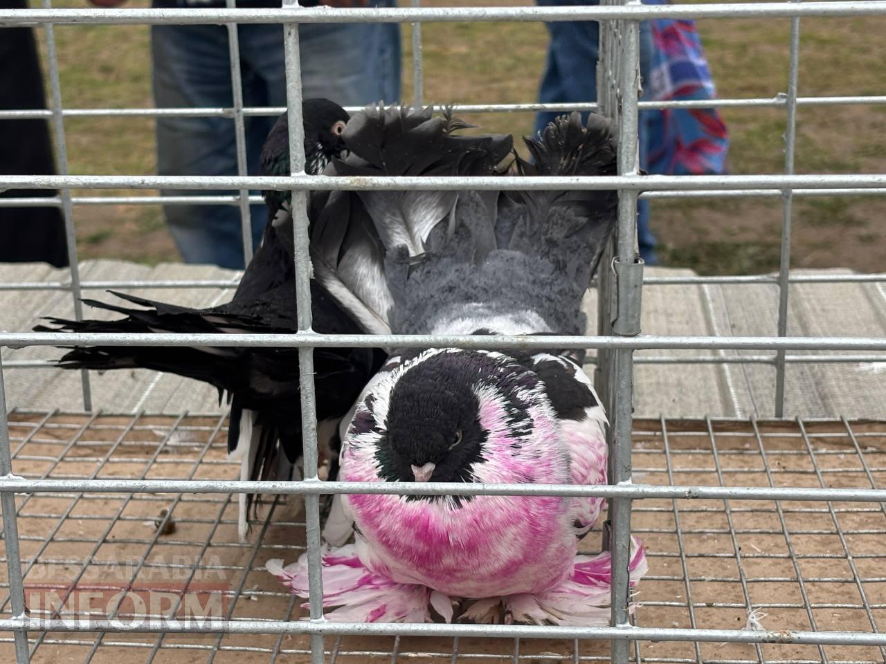 Ретро-техніка, силачі та частування: на Арцизькому кінному дворі пройшов масштабний ярмарок