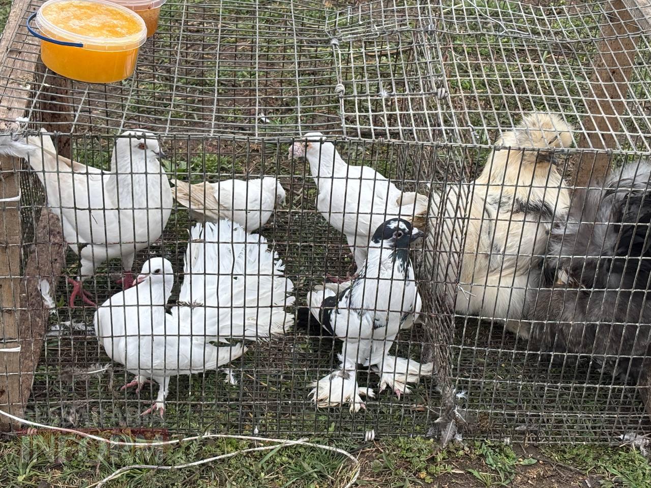 Ретро-техніка, силачі та частування: на Арцизькому кінному дворі пройшов масштабний ярмарок