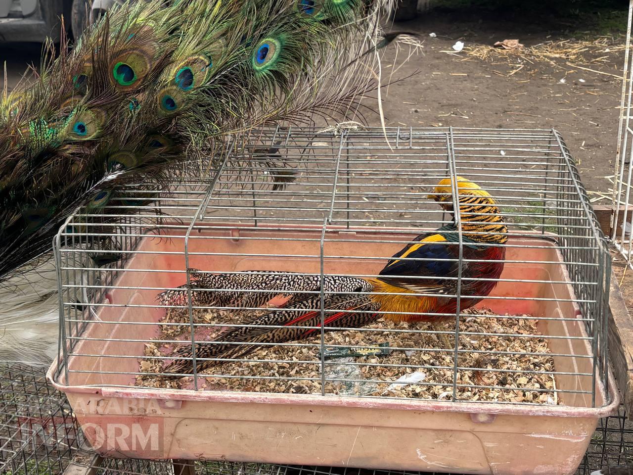 Ретро-техніка, силачі та частування: на Арцизькому кінному дворі пройшов масштабний ярмарок