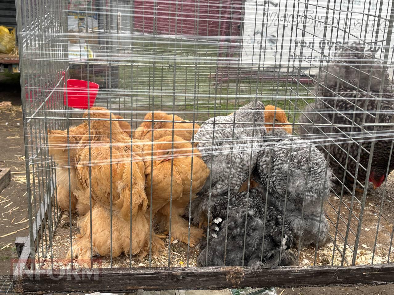 Ретро-техніка, силачі та частування: на Арцизькому кінному дворі пройшов масштабний ярмарок