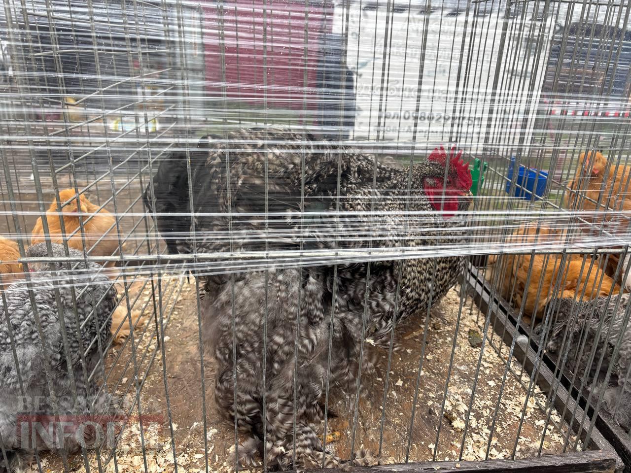 Ретро-техніка, силачі та частування: на Арцизькому кінному дворі пройшов масштабний ярмарок