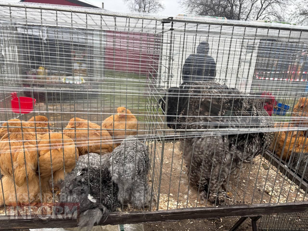 Ретро-техніка, силачі та частування: на Арцизькому кінному дворі пройшов масштабний ярмарок