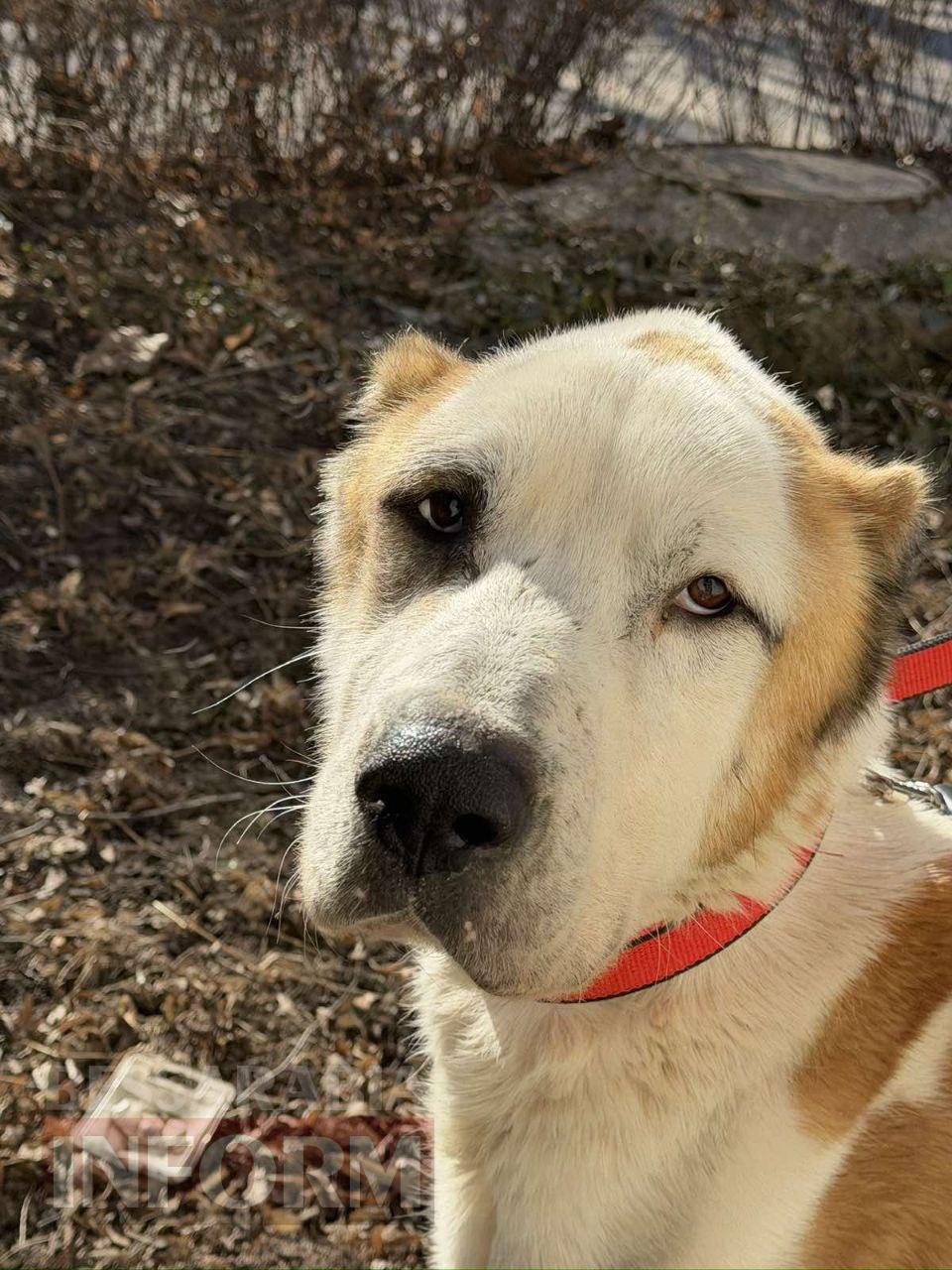 У Рені священник довів до анорексії "агресивного" алабая, якого боявся годувати