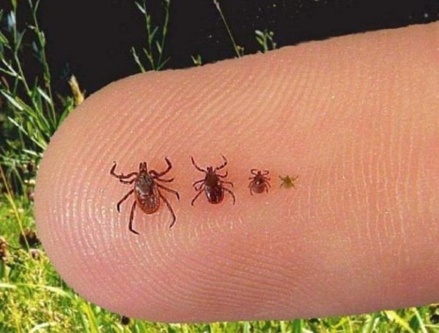 На Одещині з’явилися звернення з приводу укусів кліщів: які ризики