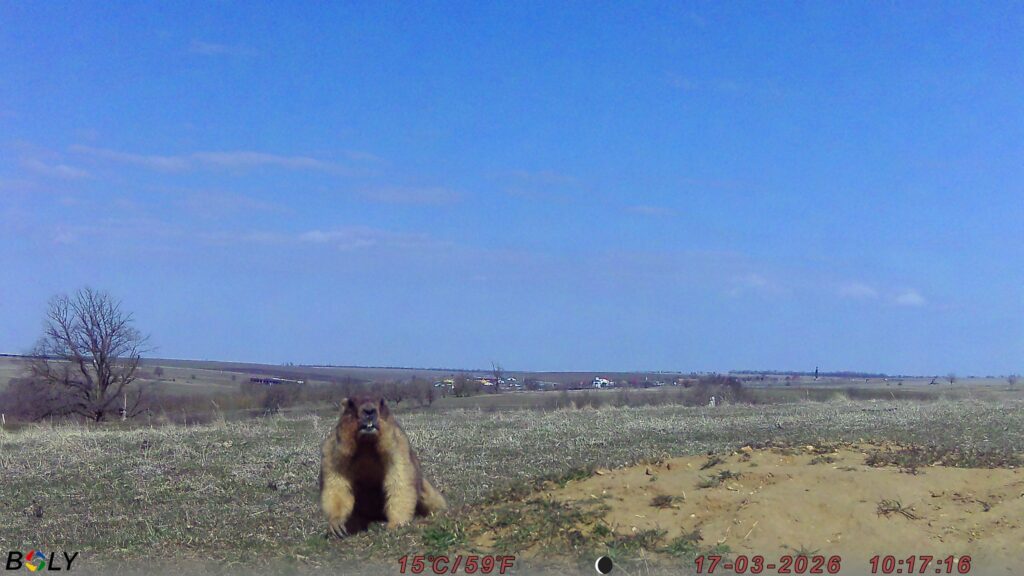 Кумедні бабаки у фотопастках: у "Rewilding Ukraine" показали, як оживає Тарутинський степ