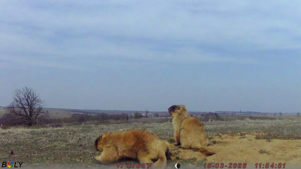 Кумедні бабаки у фотопастках: у "Rewilding Ukraine" показали, як оживає Тарутинський степ