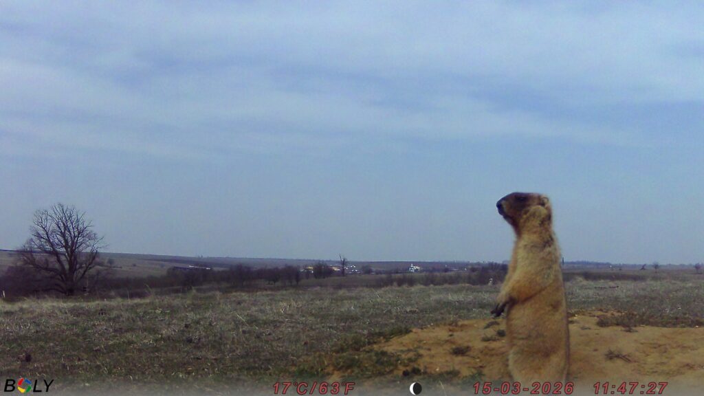 Кумедні бабаки у фотопастках: у "Rewilding Ukraine" показали, як оживає Тарутинський степ