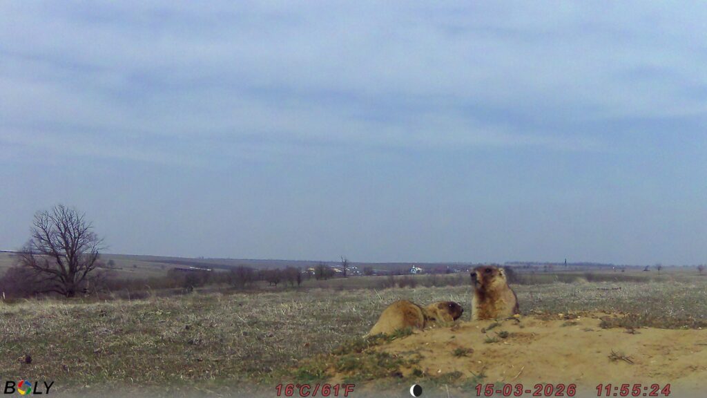 Кумедні бабаки у фотопастках: у "Rewilding Ukraine" показали, як оживає Тарутинський степ
