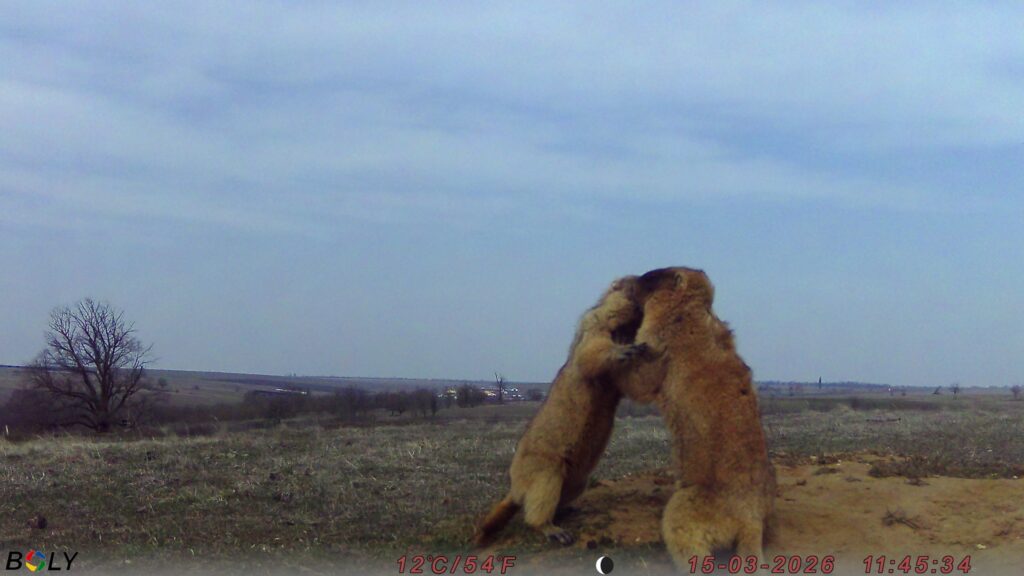 Кумедні бабаки у фотопастках: у "Rewilding Ukraine" показали, як оживає Тарутинський степ