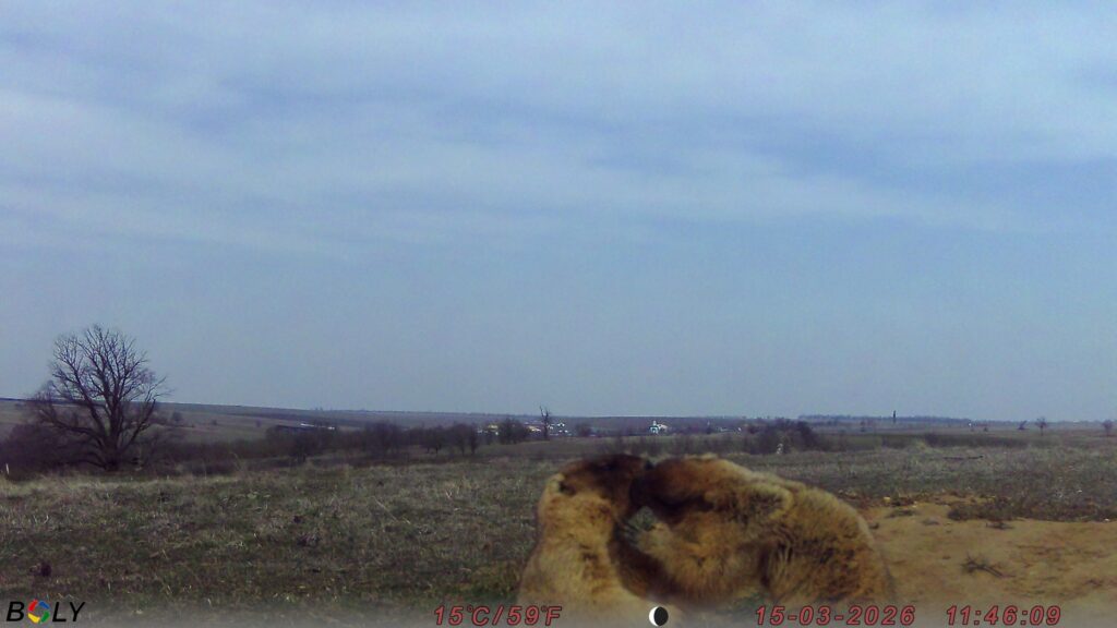 Кумедні бабаки у фотопастках: у "Rewilding Ukraine" показали, як оживає Тарутинський степ