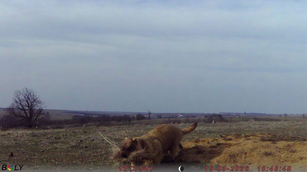 Кумедні бабаки у фотопастках: у "Rewilding Ukraine" показали, як оживає Тарутинський степ