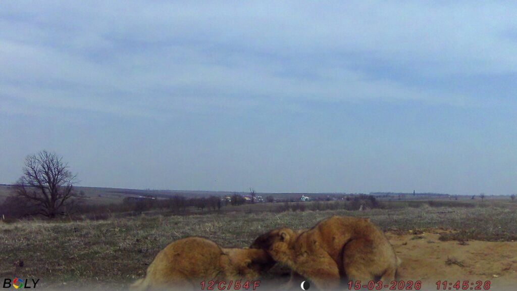Кумедні бабаки у фотопастках: у "Rewilding Ukraine" показали, як оживає Тарутинський степ