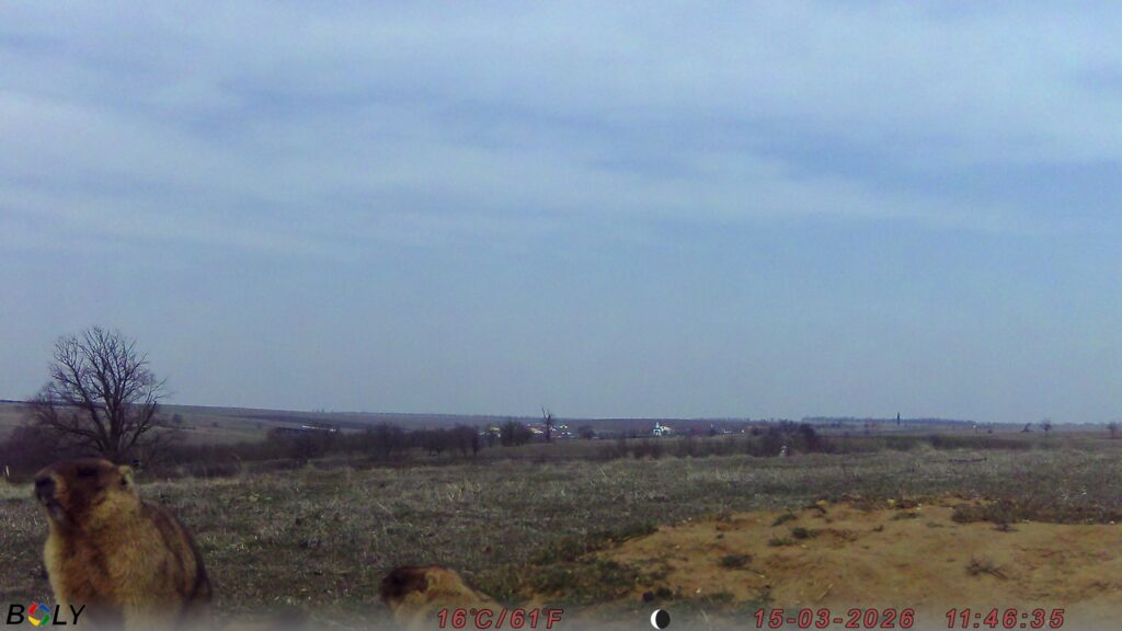 Кумедні бабаки у фотопастках: у "Rewilding Ukraine" показали, як оживає Тарутинський степ