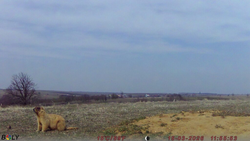 Кумедні бабаки у фотопастках: у "Rewilding Ukraine" показали, як оживає Тарутинський степ