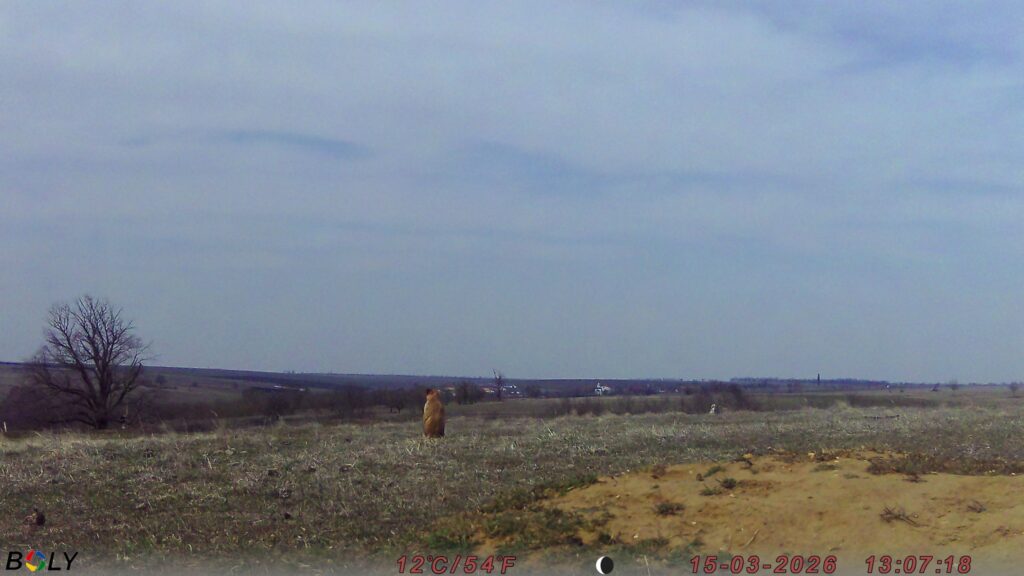 Кумедні бабаки у фотопастках: у "Rewilding Ukraine" показали, як оживає Тарутинський степ