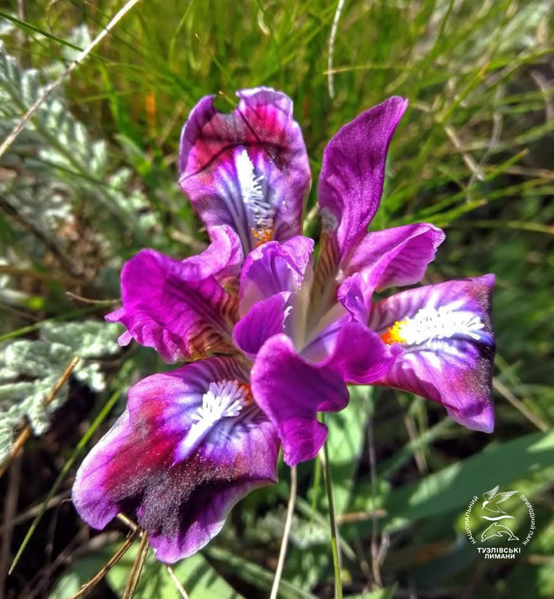 У нацпарку на півдні Одещини цвітуть карликові квіти, названі на честь богині
