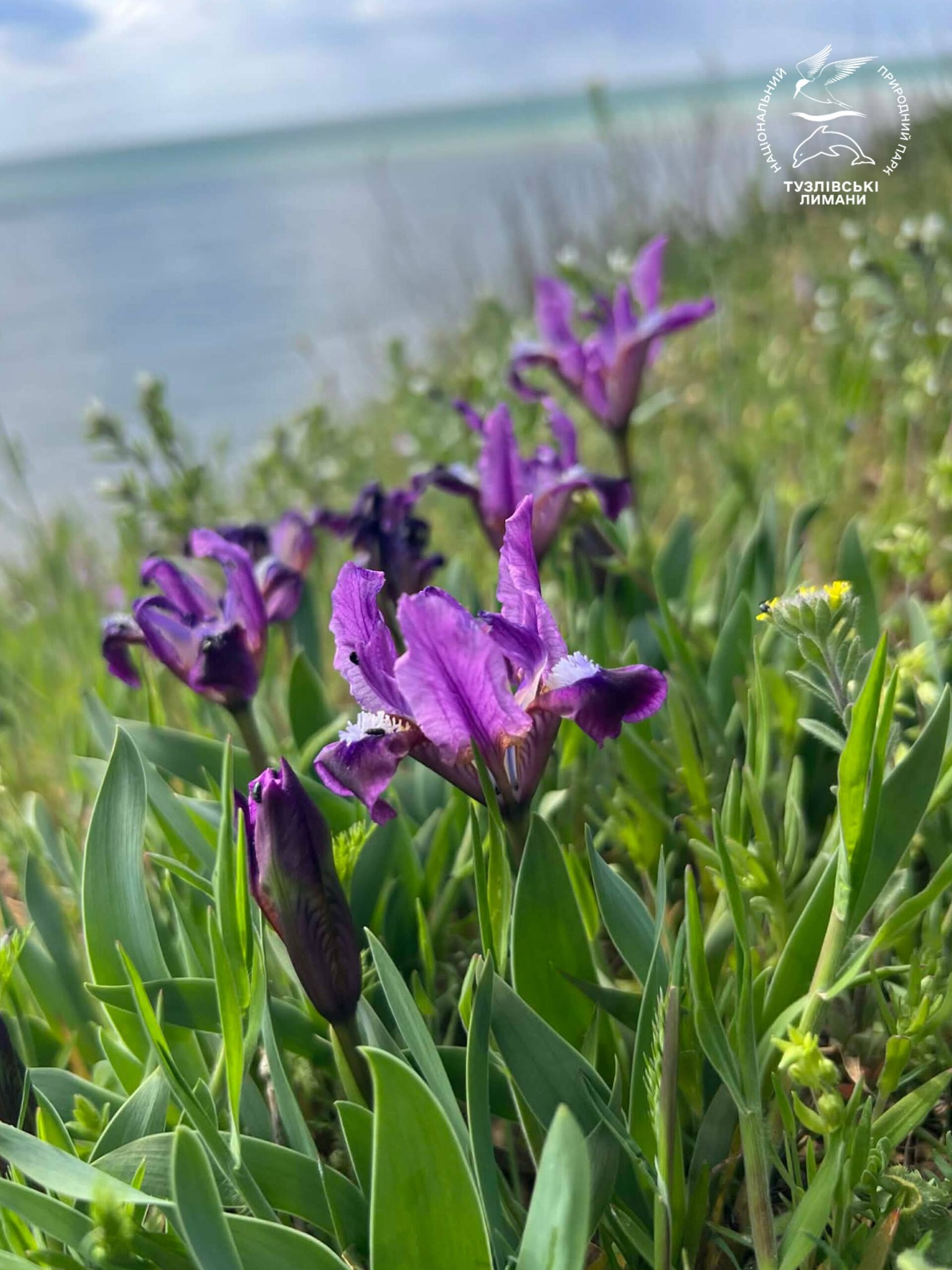 У нацпарку на півдні Одещини цвітуть карликові квіти, названі на честь богині