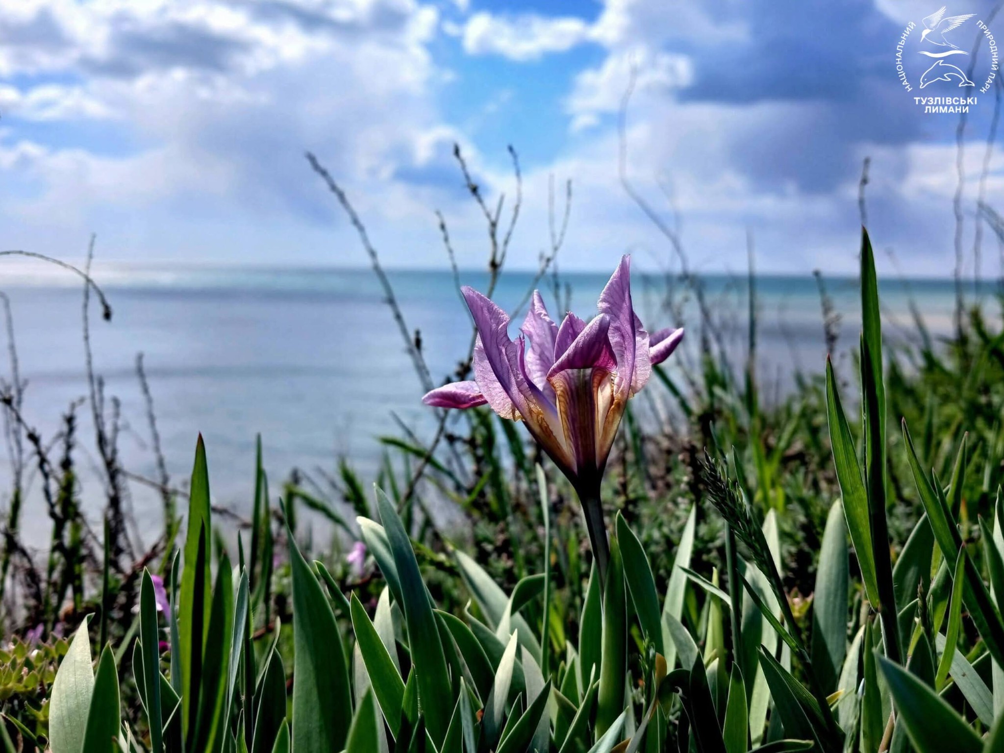 У нацпарку на півдні Одещини цвітуть карликові квіти, названі на честь богині