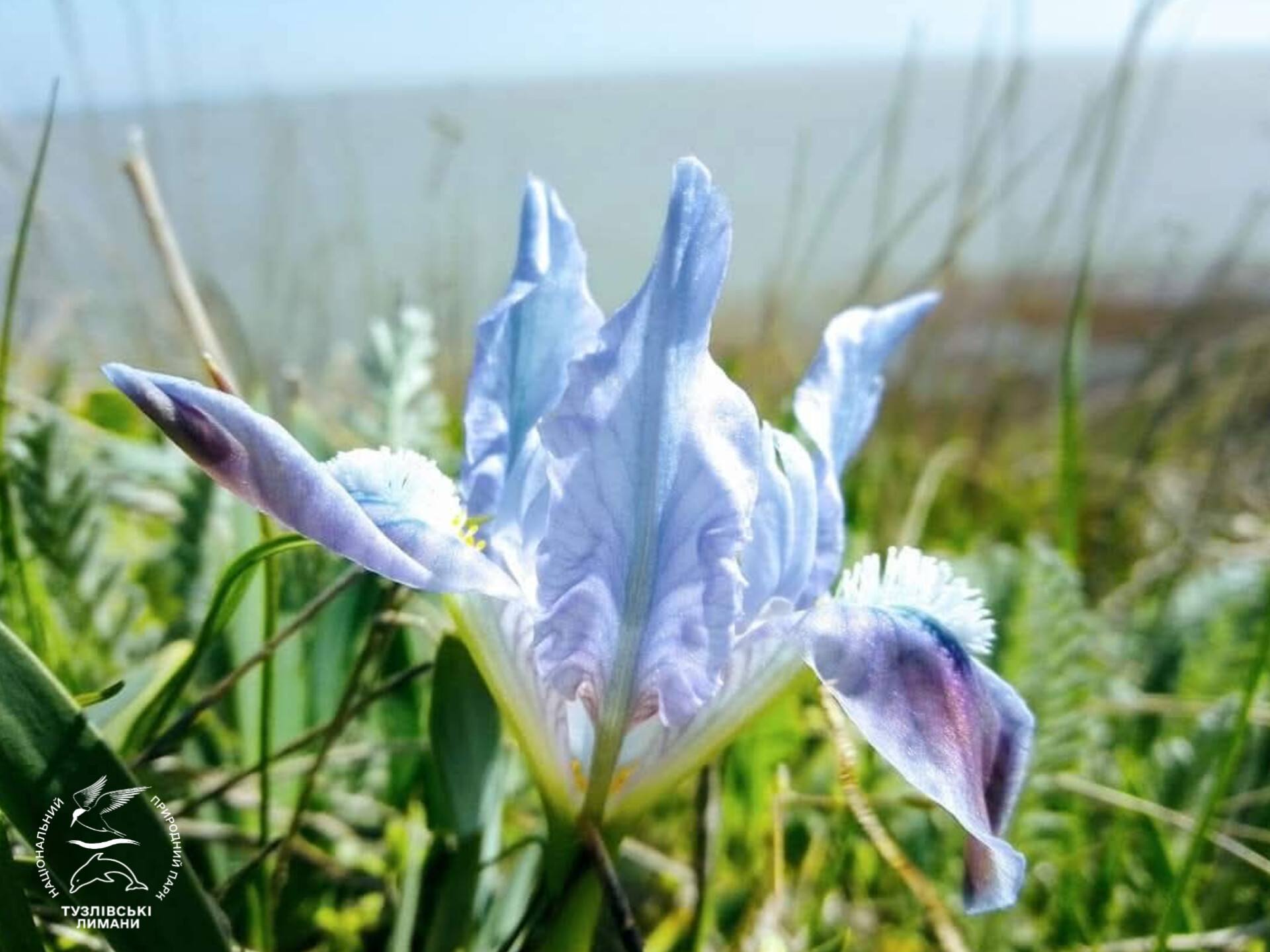 У нацпарку на півдні Одещини цвітуть карликові квіти, названі на честь богині