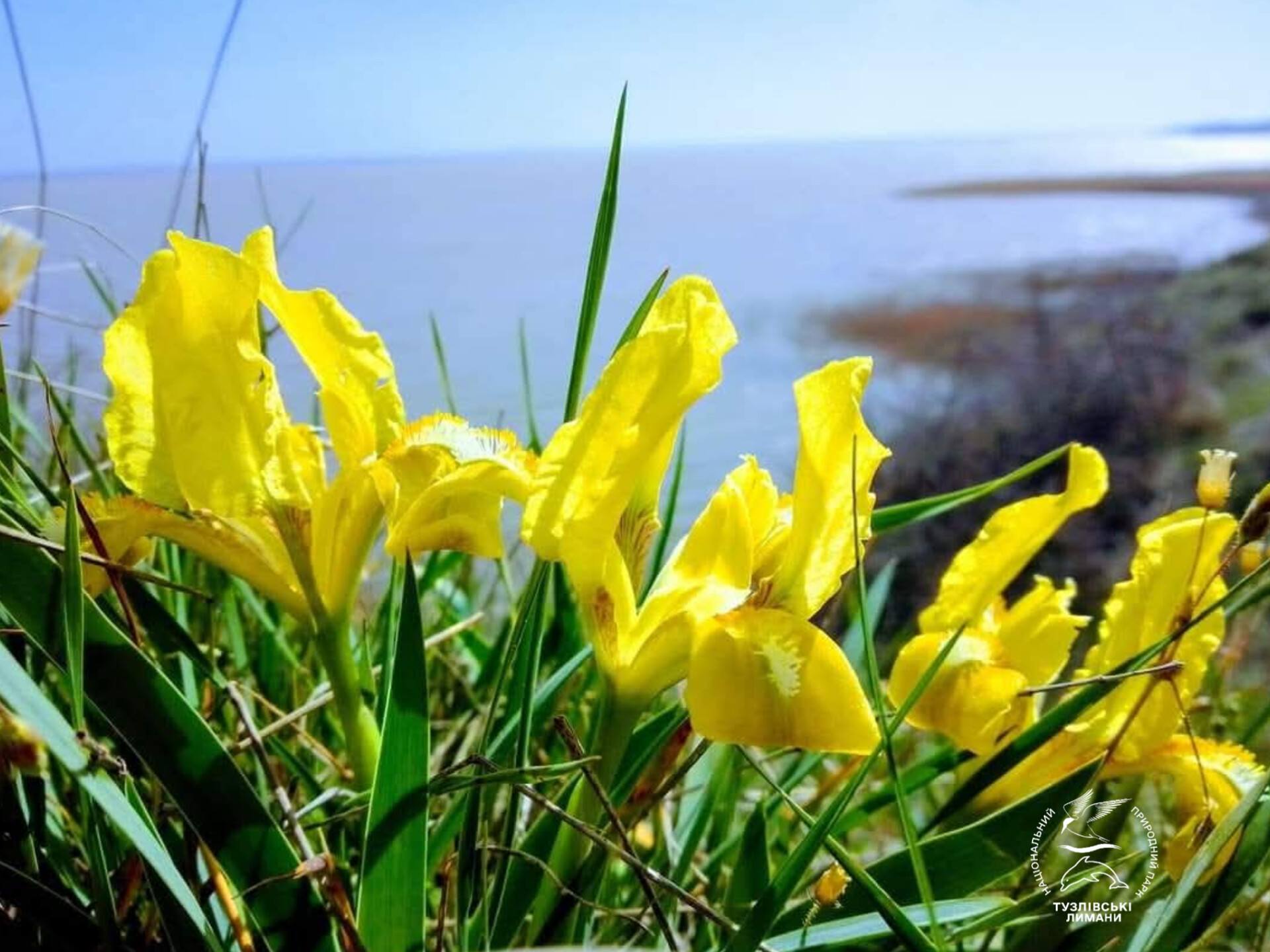 У нацпарку на півдні Одещини цвітуть карликові квіти, названі на честь богині