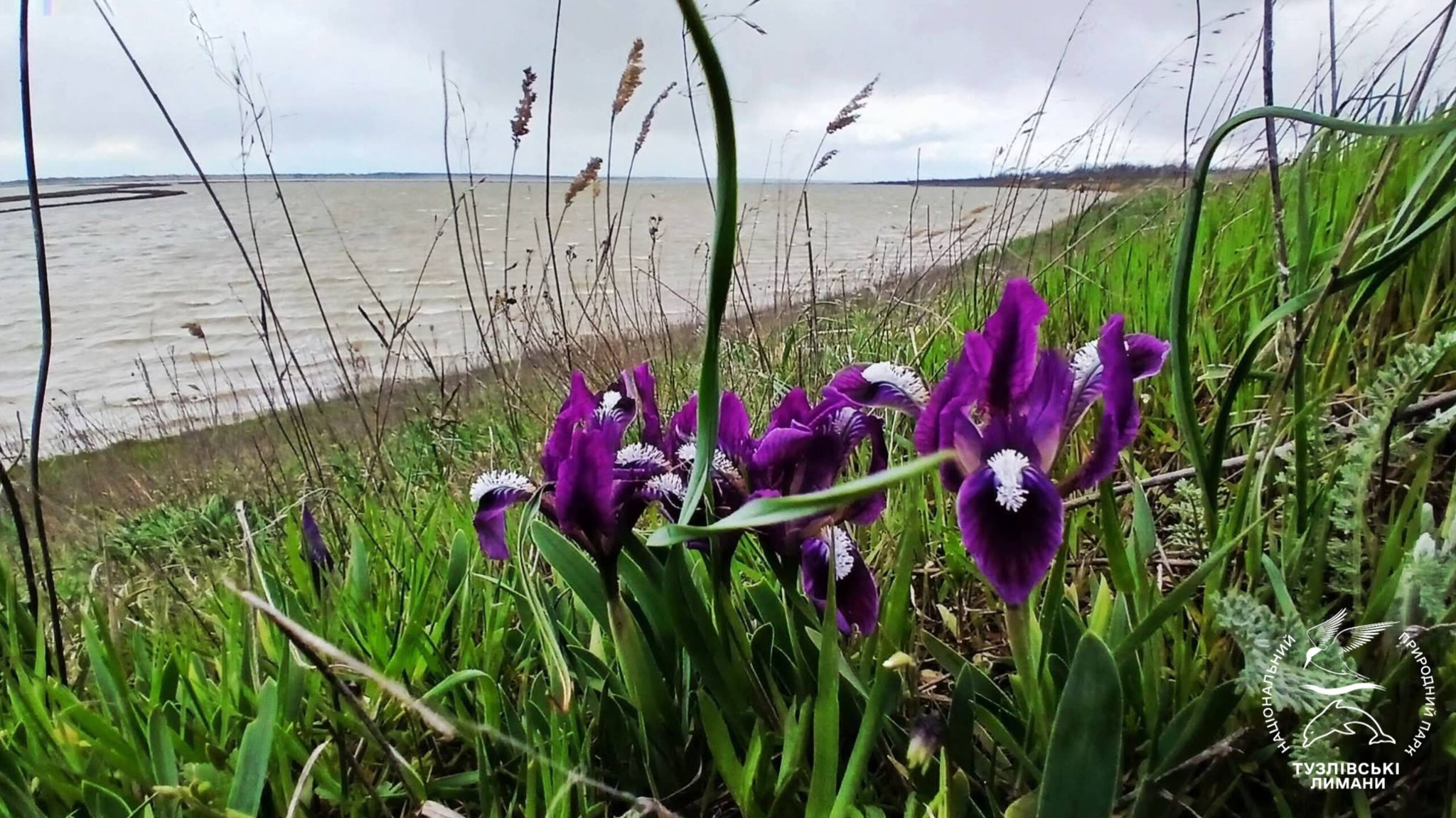У нацпарку на півдні Одещини цвітуть карликові квіти, названі на честь богині