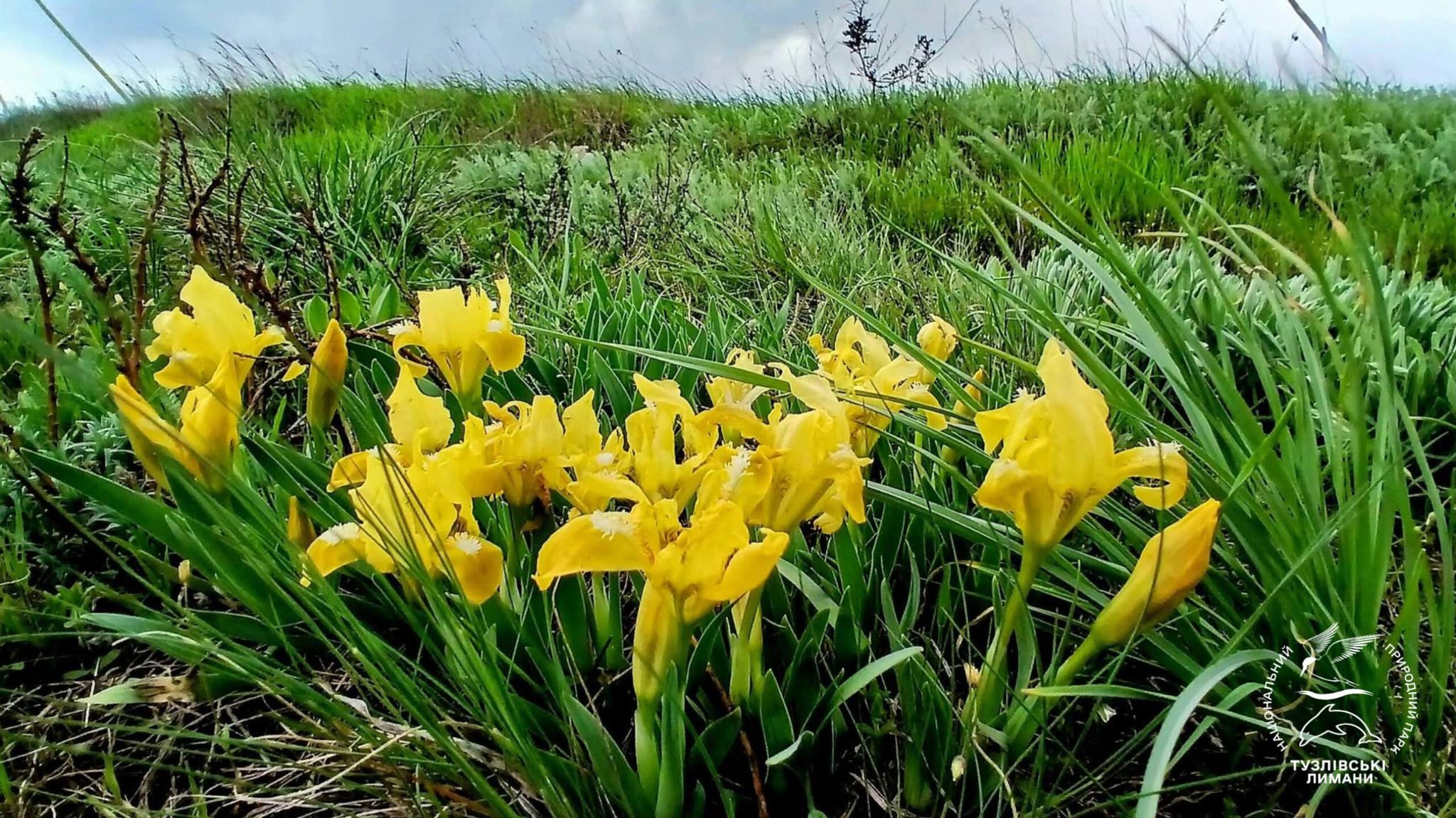 У нацпарку на півдні Одещини цвітуть карликові квіти, названі на честь богині