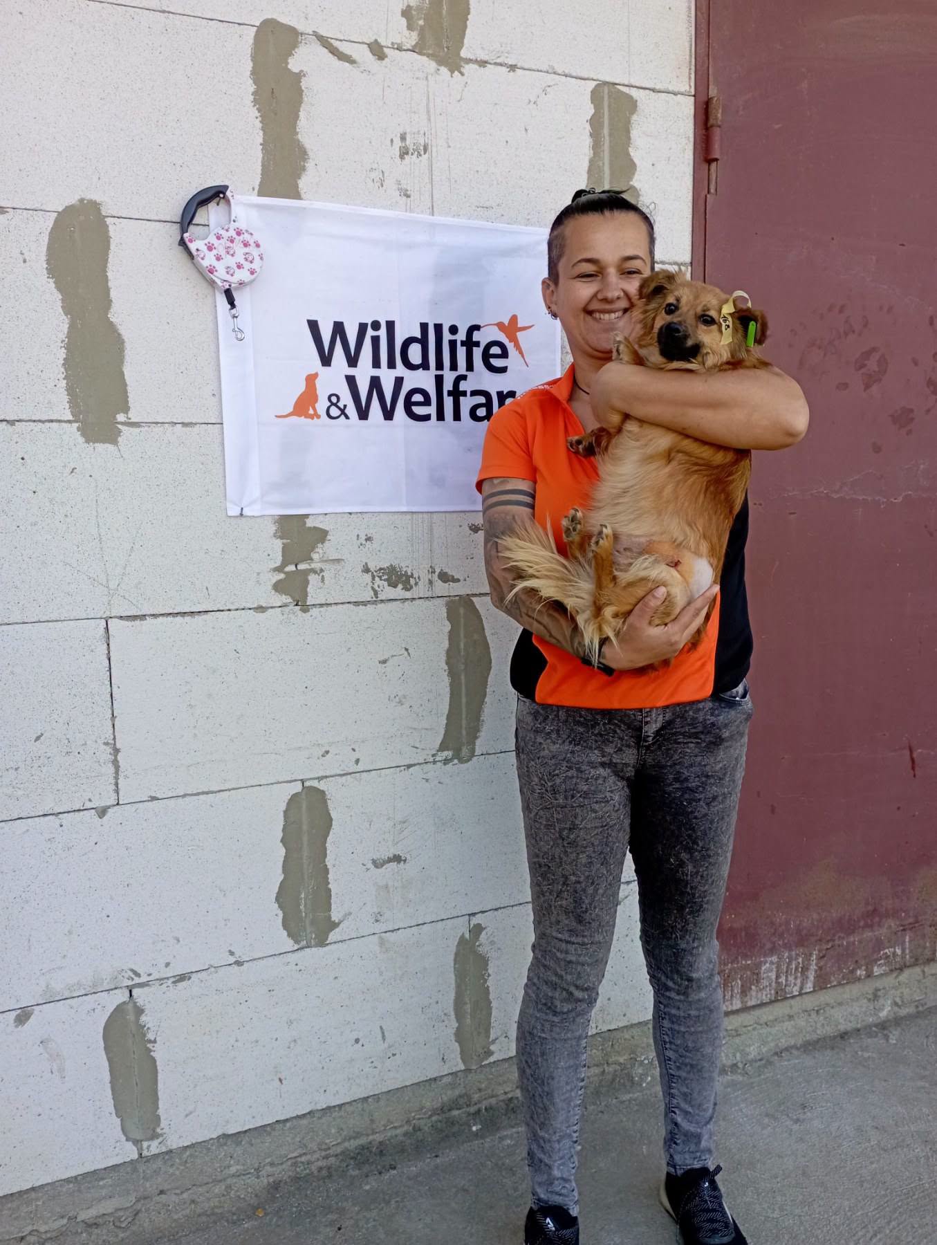 В Ізмаїлі простерилізували більше 170 безпритульних тварин за допомогою міжнародного фонду