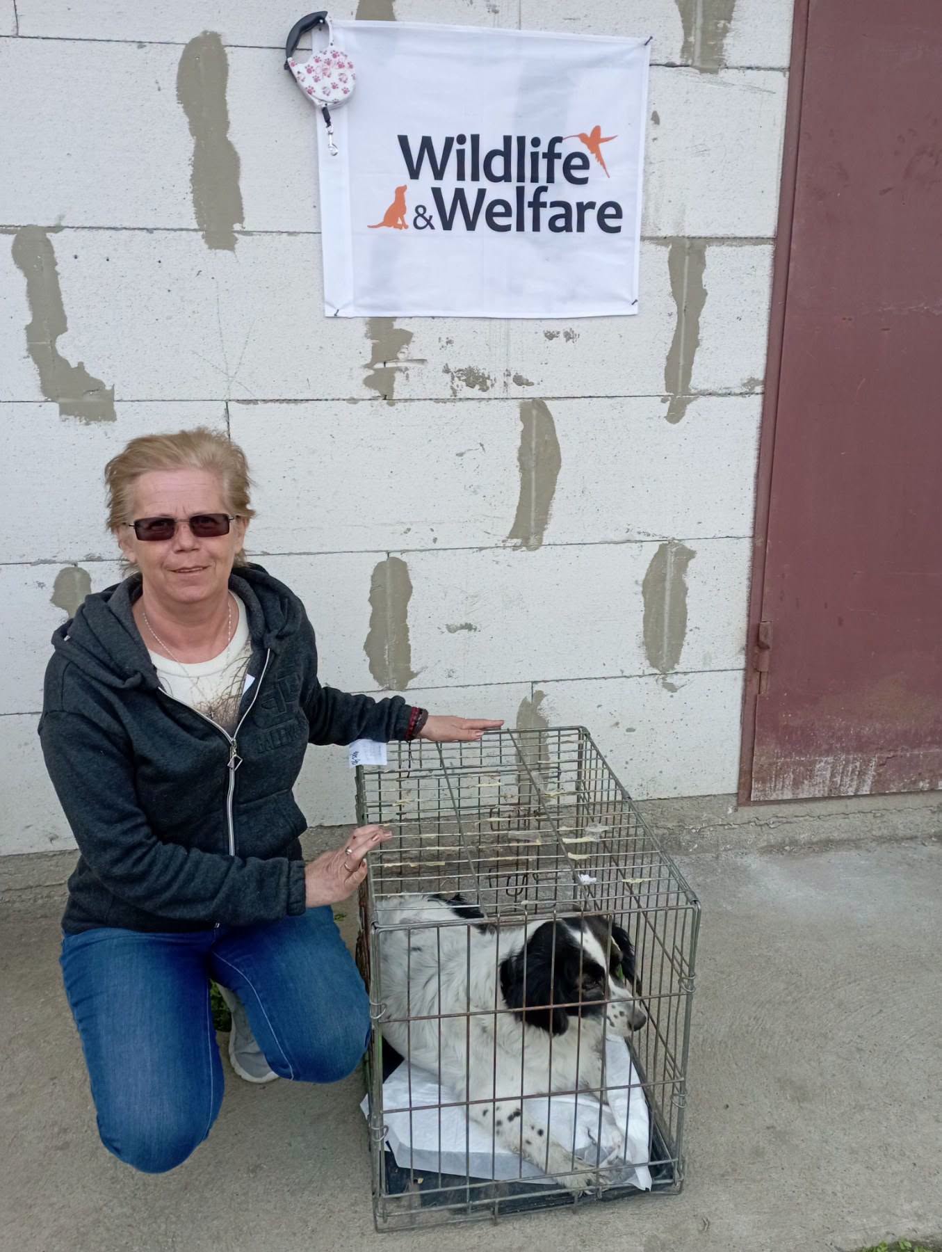 В Ізмаїлі простерилізували більше 170 безпритульних тварин за допомогою міжнародного фонду