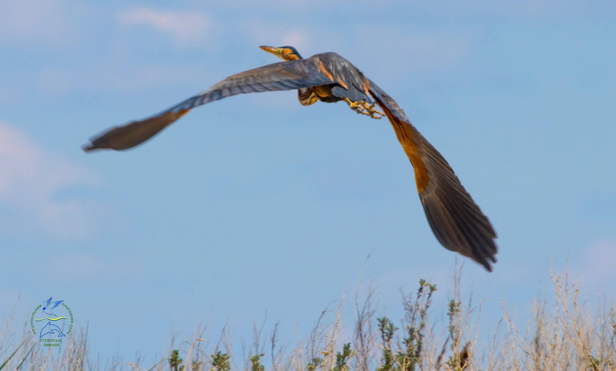 Під час міграції з Африки до нацпарку Одещини завітав рідкісний птах - руда чапля