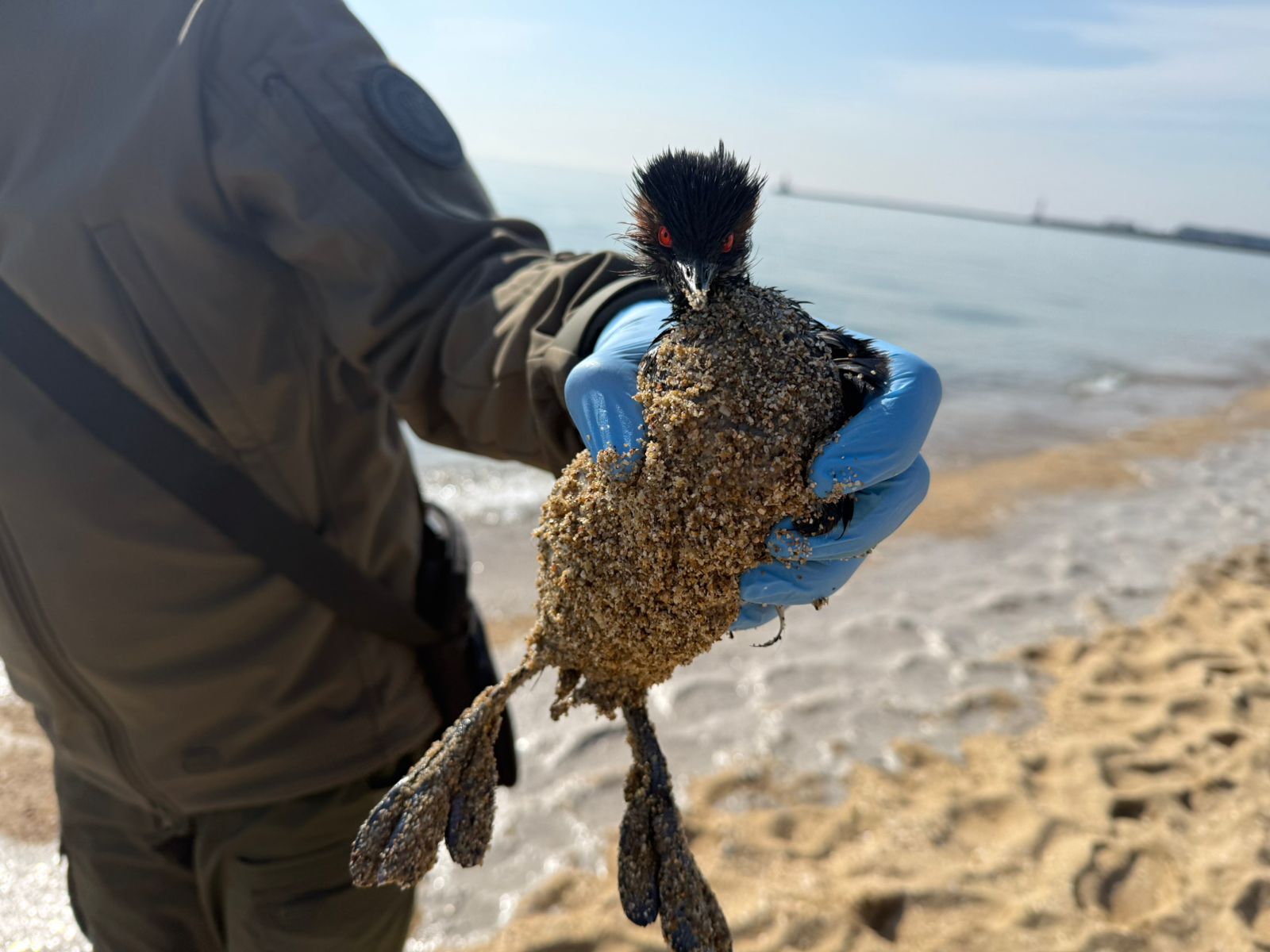 На узбережжі Чорного моря знов зафіксовано забруднення олією
