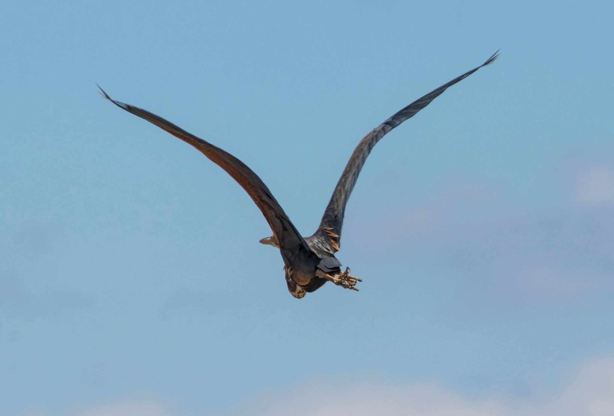 Під час міграції з Африки до нацпарку Одещини завітав рідкісний птах - руда чапля