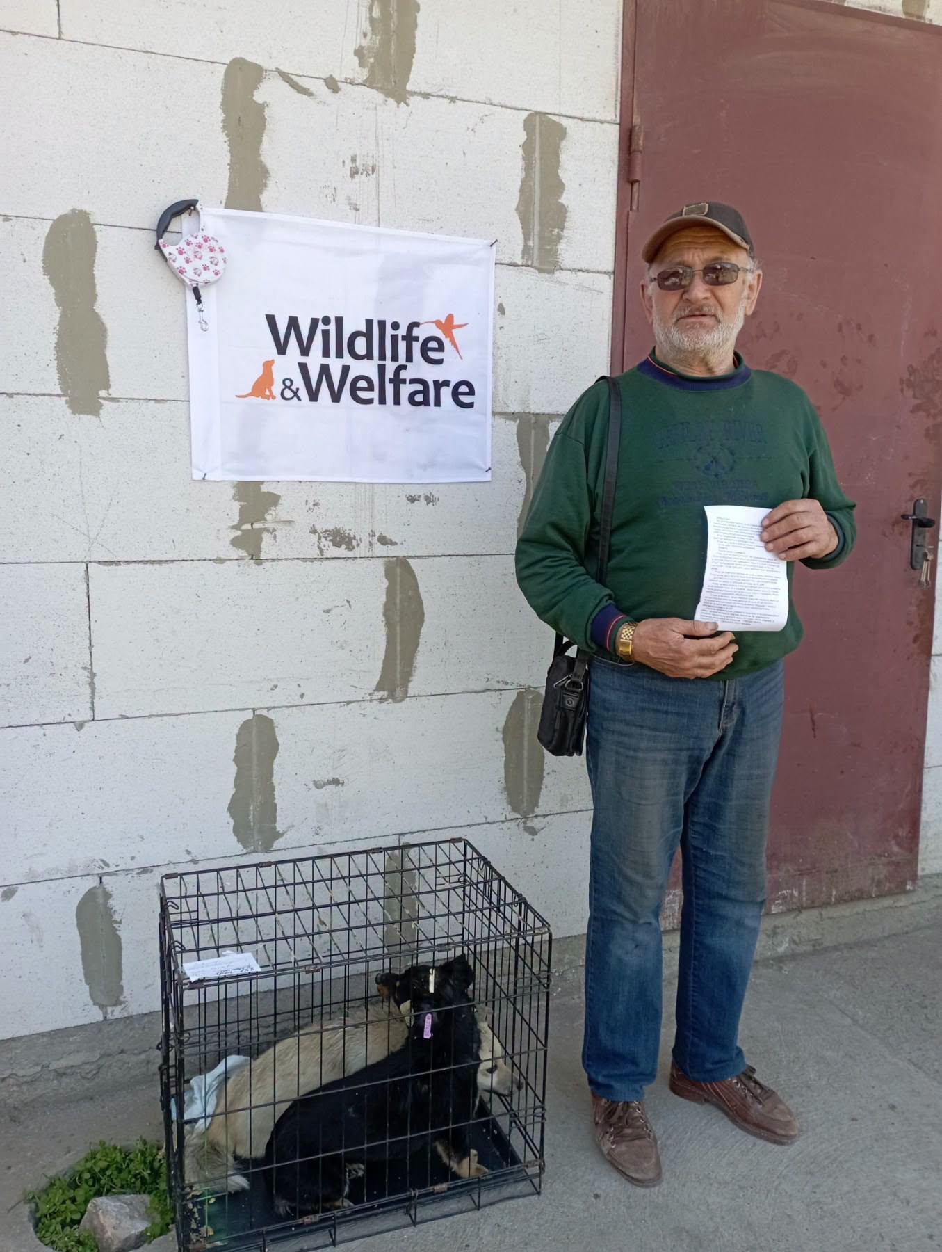 В Ізмаїлі простерилізували більше 170 безпритульних тварин за допомогою міжнародного фонду