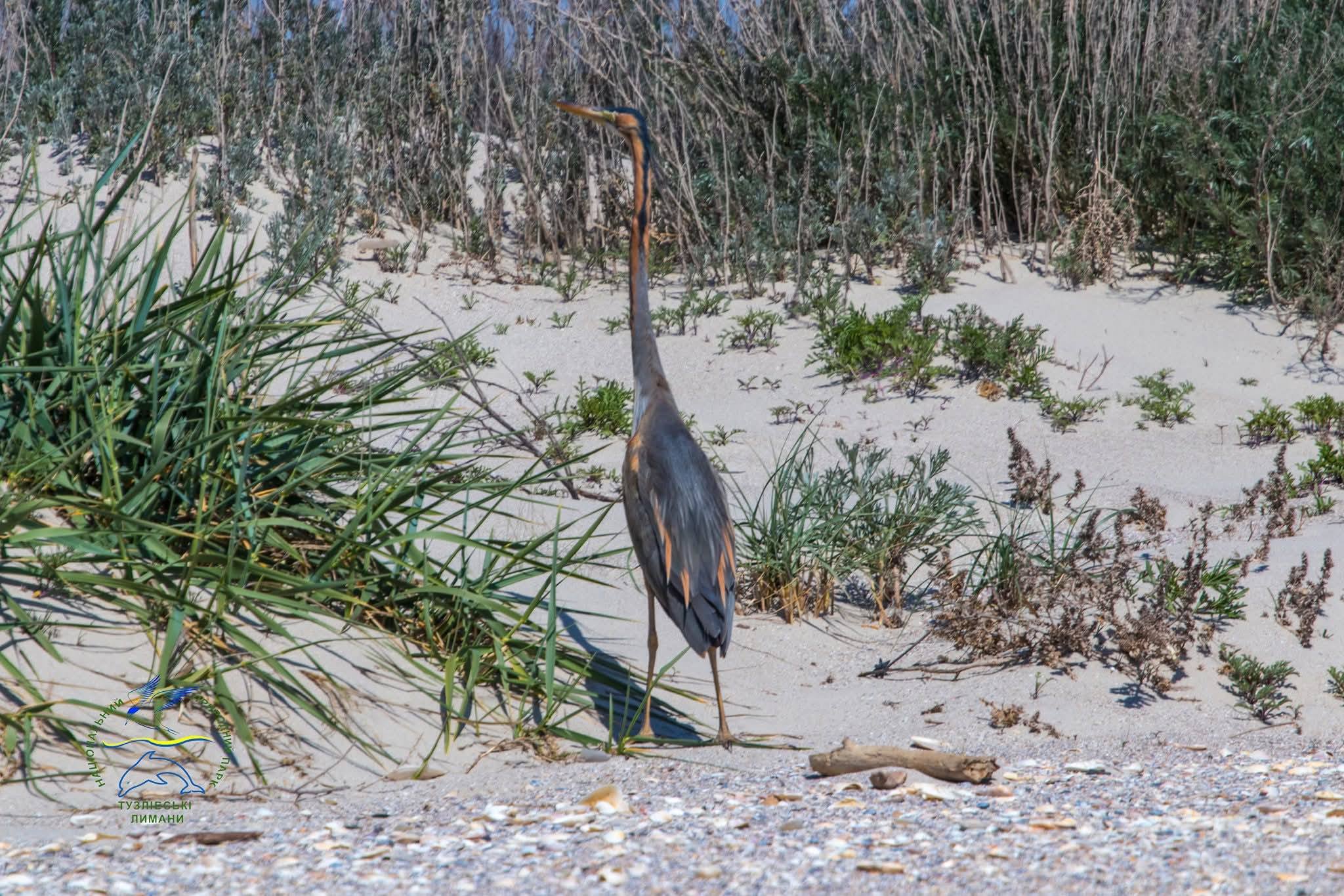 Під час міграції з Африки до нацпарку Одещини завітав рідкісний птах - руда чапля
