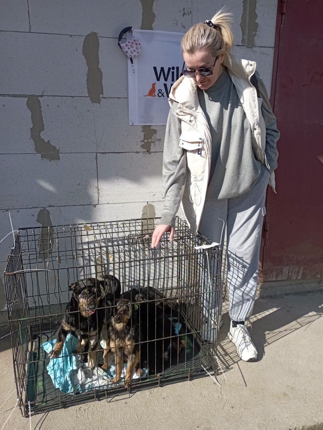 В Ізмаїлі простерилізували більше 170 безпритульних тварин за допомогою міжнародного фонду