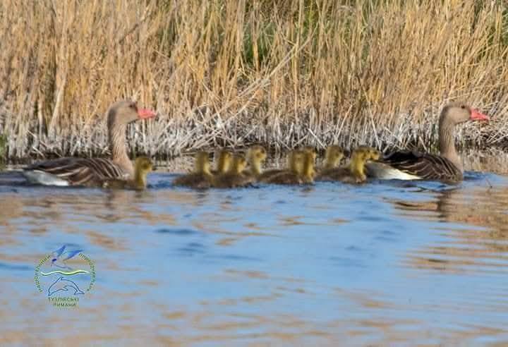 Рідкісна подія: у "Тузлівських лиманах" народилися пташині дітки