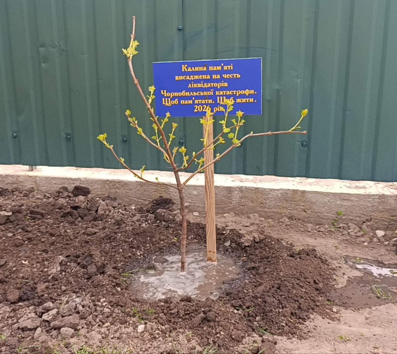 Жива пам'ять під вікном: у громаді Болградського району біля будинків ліквідаторів ЧАЕС висадили калину