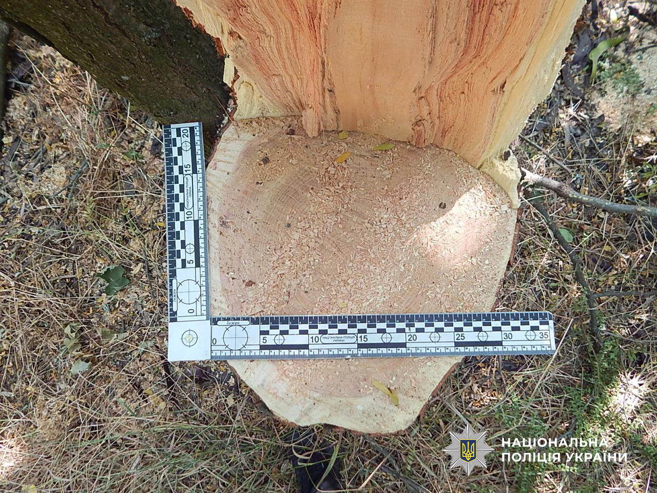 На лаву підсудних відправлено «чорних лісорубів» з Одещини, які завдали шкоди довкіллю на сотні тисяч гривень