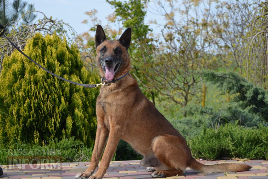 Вартові кордону: тандем кінолога Ізмаїльського прикордонного загону та службового собаки Нагіра