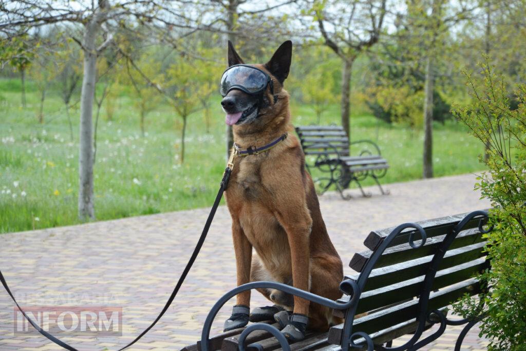 Вартові кордону: тандем кінолога Ізмаїльського прикордонного загону та службового собаки Нагіра